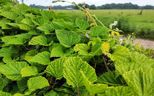 Curly green leaves from Chrome web store to be run with OffiDocs Chromium online Curly green leaves from Chrome web store to be run with OffiDocs Chromium online