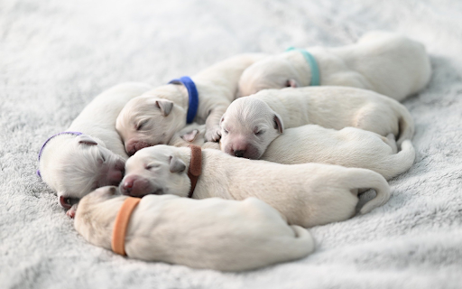 Cute and beautiful puppies from Chrome web store to be run with OffiDocs Chromium online Cute and beautiful puppies from Chrome web store to be run with OffiDocs Chromium online
