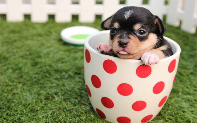 Cute Dogs Puppies Wallpapers from Chrome web store to be run with OffiDocs Chromium online Cute Dogs Puppies Wallpapers from Chrome web store to be run with OffiDocs Chromium online