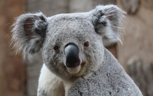Cute Gray Koala from Chrome web store to be run with OffiDocs Chromium online Cute Gray Koala from Chrome web store to be run with OffiDocs Chromium online