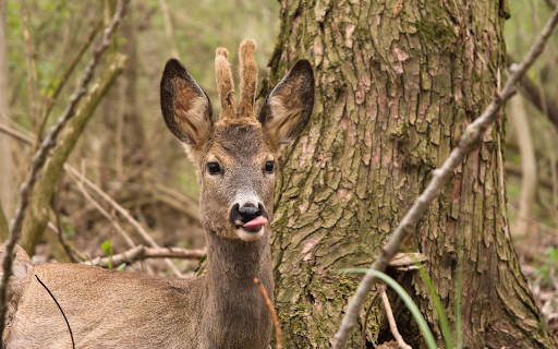 Cute Little Deer from Chrome web store to be run with OffiDocs Chromium online Cute Little Deer from Chrome web store to be run with OffiDocs Chromium online