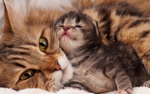 Cute Mother and Baby Cat from Chrome web store to be run with OffiDocs Chromium online Cute Mother and Baby Cat from Chrome web store to be run with OffiDocs Chromium online