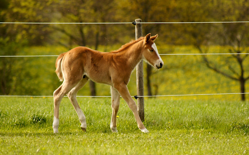 Cute Sweet Horse from Chrome web store to be run with OffiDocs Chromium online Cute Sweet Horse from Chrome web store to be run with OffiDocs Chromium online