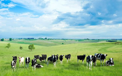 Dairy cow on the prairie wallpaper from Chrome web store to be run with OffiDocs Chromium online Dairy cow on the prairie wallpaper from Chrome web store to be run with OffiDocs Chromium online
