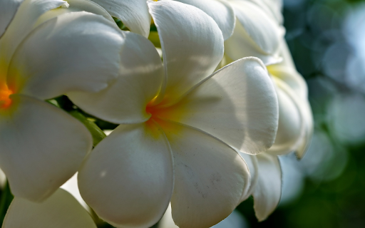 Daisies bloom from Chrome web store to be run with OffiDocs Chromium online Daisies bloom from Chrome web store to be run with OffiDocs Chromium online