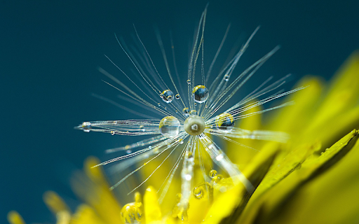 dandelion from Chrome web store to be run with OffiDocs Chromium online dandelion from Chrome web store to be run with OffiDocs Chromium online