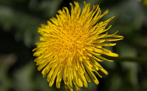 Dandelion Flower from Chrome web store to be run with OffiDocs Chromium online Dandelion Flower from Chrome web store to be run with OffiDocs Chromium online