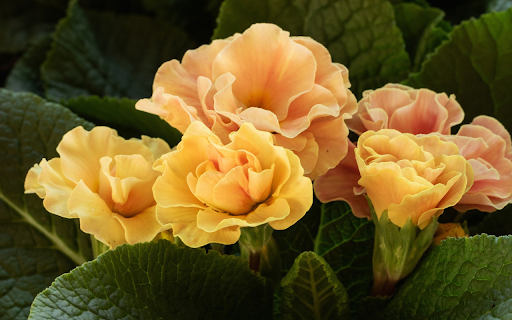 Dark green leaves and orange flowers from Chrome web store to be run with OffiDocs Chromium online Dark green leaves and orange flowers from Chrome web store to be run with OffiDocs Chromium online