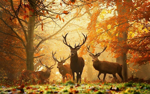 Deer Herd in the Autumn Forest from Chrome web store to be run with OffiDocs Chromium online Deer Herd in the Autumn Forest from Chrome web store to be run with OffiDocs Chromium online