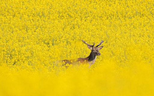 deer in the middle of the flower forest from Chrome web store to be run with OffiDocs Chromium online deer in the middle of the flower forest from Chrome web store to be run with OffiDocs Chromium online