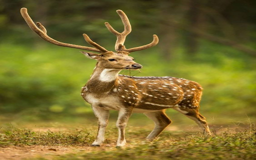 deer wallpaper from Chrome web store to be run with OffiDocs Chromium online deer wallpaper from Chrome web store to be run with OffiDocs Chromium online
