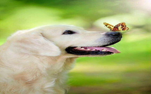 Dog and butterfly wallpaper from Chrome web store to be run with OffiDocs Chromium online Dog and butterfly wallpaper from Chrome web store to be run with OffiDocs Chromium online
