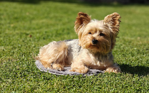 Dog basking in the sun from Chrome web store to be run with OffiDocs Chromium online Dog basking in the sun from Chrome web store to be run with OffiDocs Chromium online