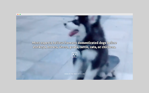 Dog Facts from Chrome web store to be run with OffiDocs Chromium online Dog Facts from Chrome web store to be run with OffiDocs Chromium online