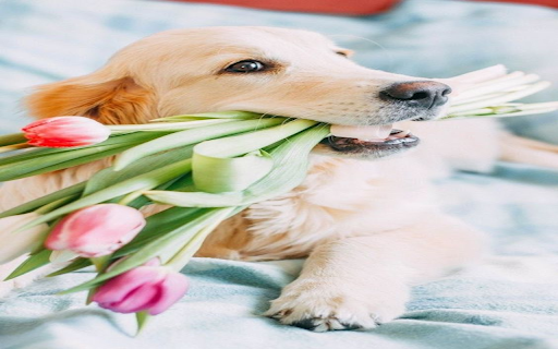 Dog holding tulip wallpaper from Chrome web store to be run with OffiDocs Chromium online Dog holding tulip wallpaper from Chrome web store to be run with OffiDocs Chromium online
