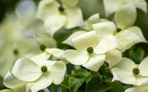 Dogwood Blossom from Chrome web store to be run with OffiDocs Chromium online Dogwood Blossom from Chrome web store to be run with OffiDocs Chromium online