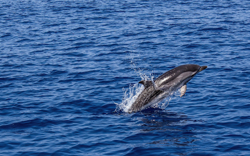 Dolphin Mid Leap in Open Ocean from Chrome web store to be run with OffiDocs Chromium online Dolphin Mid Leap in Open Ocean from Chrome web store to be run with OffiDocs Chromium online