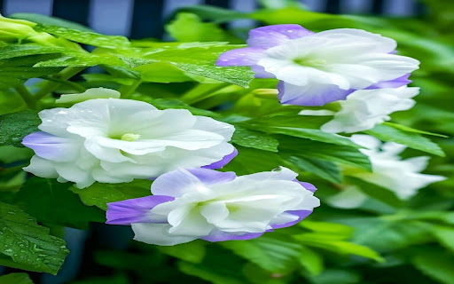 double morning glory wallpaper from Chrome web store to be run with OffiDocs Chromium online double morning glory wallpaper from Chrome web store to be run with OffiDocs Chromium online