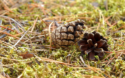Dried pine nuts from Chrome web store to be run with OffiDocs Chromium online Dried pine nuts from Chrome web store to be run with OffiDocs Chromium online
