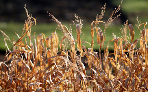 Dry Grass from Chrome web store to be run with OffiDocs Chromium online Dry Grass from Chrome web store to be run with OffiDocs Chromium online