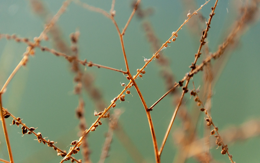 Dry grass seeds from Chrome web store to be run with OffiDocs Chromium online Dry grass seeds from Chrome web store to be run with OffiDocs Chromium online