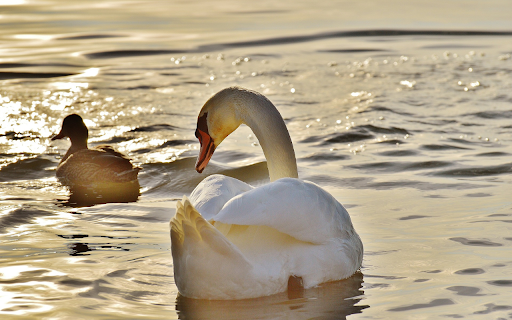 Duck turns into swan from Chrome web store to be run with OffiDocs Chromium online Duck turns into swan from Chrome web store to be run with OffiDocs Chromium online