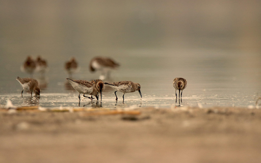 Dunlins Feeding at Dusk Shore from Chrome web store to be run with OffiDocs Chromium online Dunlins Feeding at Dusk Shore from Chrome web store to be run with OffiDocs Chromium online