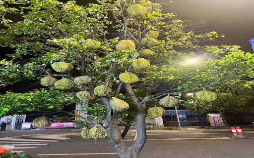 durian tree wallpaper full of fruit from Chrome web store to be run with OffiDocs Chromium online durian tree wallpaper full of fruit from Chrome web store to be run with OffiDocs Chromium online