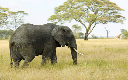 Elephant and Giraffe in the Savanna from Chrome web store to be run with OffiDocs Chromium online Elephant and Giraffe in the Savanna from Chrome web store to be run with OffiDocs Chromium online