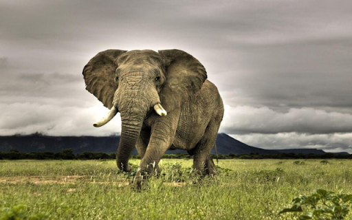 Elephant: The Gentle Giant of the Wild from Chrome web store to be run with OffiDocs Chromium online Elephant: The Gentle Giant of the Wild from Chrome web store to be run with OffiDocs Chromium online