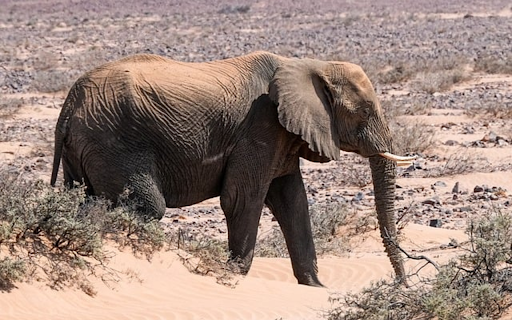 ELEPHANT Theme from Chrome web store to be run with OffiDocs Chromium online ELEPHANT Theme from Chrome web store to be run with OffiDocs Chromium online