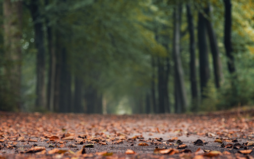Fall leaves fall from Chrome web store to be run with OffiDocs Chromium online Fall leaves fall from Chrome web store to be run with OffiDocs Chromium online
