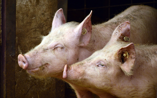 Farm pig from Chrome web store to be run with OffiDocs Chromium online Farm pig from Chrome web store to be run with OffiDocs Chromium online