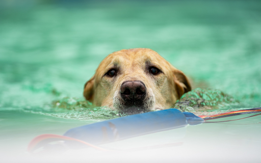 Fast Swimming Dog from Chrome web store to be run with OffiDocs Chromium online Fast Swimming Dog from Chrome web store to be run with OffiDocs Chromium online