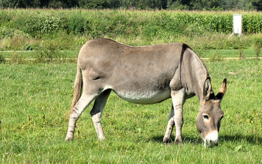 fat donkey from Chrome web store to be run with OffiDocs Chromium online fat donkey from Chrome web store to be run with OffiDocs Chromium online