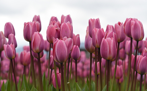 Field of purpleand pink tulips from Chrome web store to be run with OffiDocs Chromium online Field of purpleand pink tulips from Chrome web store to be run with OffiDocs Chromium online