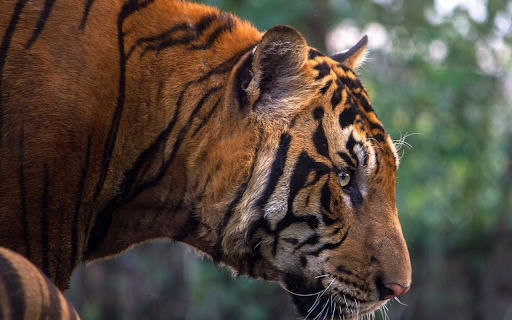 Fierce tiger from Chrome web store to be run with OffiDocs Chromium online Fierce tiger from Chrome web store to be run with OffiDocs Chromium online