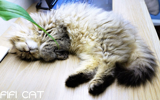 FiFi CAT from Chrome web store to be run with OffiDocs Chromium online FiFi CAT from Chrome web store to be run with OffiDocs Chromium online