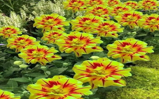 fire tulip wallpaper from Chrome web store to be run with OffiDocs Chromium online fire tulip wallpaper from Chrome web store to be run with OffiDocs Chromium online