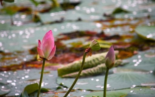 first lotus of the season from Chrome web store to be run with OffiDocs Chromium online first lotus of the season from Chrome web store to be run with OffiDocs Chromium online