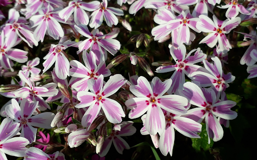 Five petal flower from Chrome web store to be run with OffiDocs Chromium online Five petal flower from Chrome web store to be run with OffiDocs Chromium online