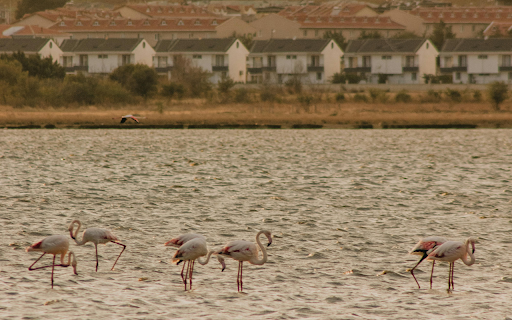 Flamingos Wading in a Body of Water from Chrome web store to be run with OffiDocs Chromium online Flamingos Wading in a Body of Water from Chrome web store to be run with OffiDocs Chromium online