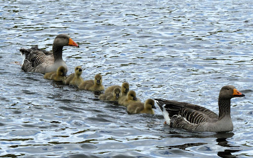 flock of geese under the lake from Chrome web store to be run with OffiDocs Chromium online flock of geese under the lake from Chrome web store to be run with OffiDocs Chromium online
