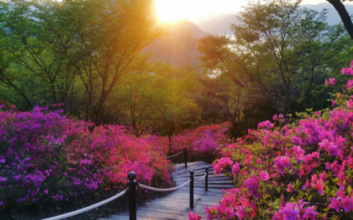 Floral Pathway at Sunrise from Chrome web store to be run with OffiDocs Chromium online Floral Pathway at Sunrise from Chrome web store to be run with OffiDocs Chromium online