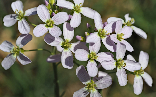 Flower Branch and Four Petal Flowers from Chrome web store to be run with OffiDocs Chromium online Flower Branch and Four Petal Flowers from Chrome web store to be run with OffiDocs Chromium online