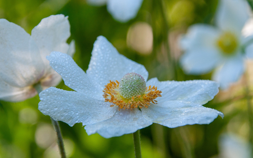 Flowers and rain from Chrome web store to be run with OffiDocs Chromium online Flowers and rain from Chrome web store to be run with OffiDocs Chromium online