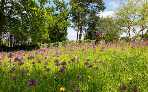 Flowers bloom all over the garden from Chrome web store to be run with OffiDocs Chromium online Flowers bloom all over the garden from Chrome web store to be run with OffiDocs Chromium online
