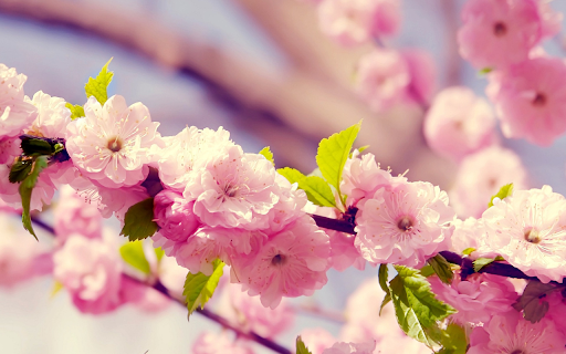 Flowers Blooming in the Sun from Chrome web store to be run with OffiDocs Chromium online Flowers Blooming in the Sun from Chrome web store to be run with OffiDocs Chromium online