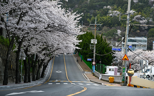flower season street from Chrome web store to be run with OffiDocs Chromium online flower season street from Chrome web store to be run with OffiDocs Chromium online