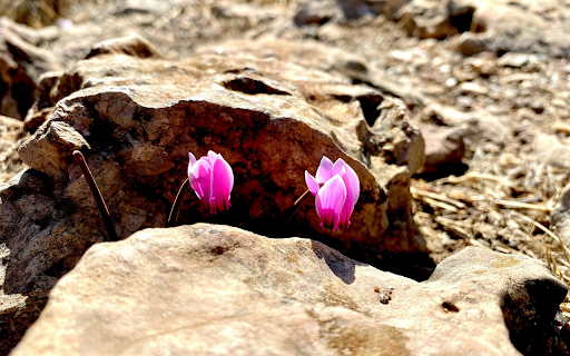 Flowers in the rock crevice from Chrome web store to be run with OffiDocs Chromium online Flowers in the rock crevice from Chrome web store to be run with OffiDocs Chromium online